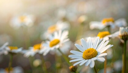 Wild daisies in full bloom in sunlit meadow