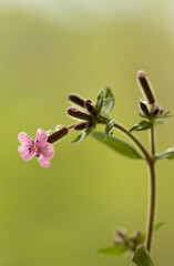 pink flower on a green background