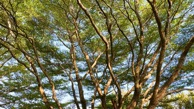 Tree with sunlight in the garden Ivory coast almond or Black afara