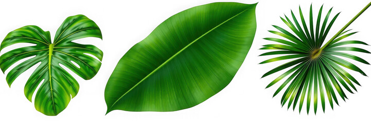 Tropical Leaves: Monstera Rubber Plant and Fan Palm.