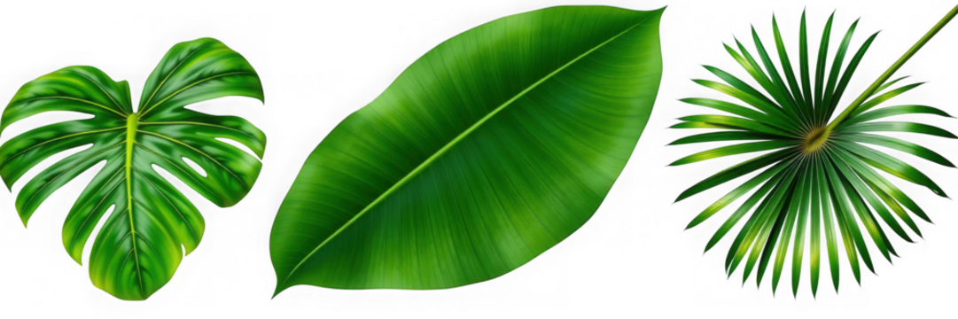 Tropical Leaves: Monstera Rubber Plant and Fan Palm.