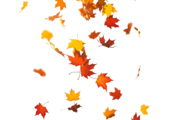Falling Maple Leaves Autumn Scatter PNG – Minimal Seasonal Decorative Leaf Element for Cards and Designs