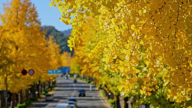 銀杏並木」の写真素材 | 8,320件の無料イラスト画像 | Adobe Stock