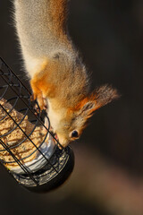 squirrel on a feader © AnneMarie