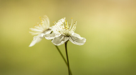 Cherry blossoms with water drops on a green background