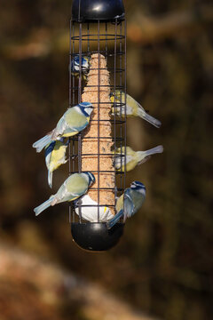 great tit parus major