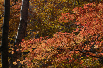 Obraz premium Trekking in deep autumn forest during the autumn outing season - Maple trees with their autumn leaves seen through the light of a clear autumn day / 錦秋の行楽シーズン，秋山のトレッキング風景～秋晴れの透過光を透かして見る紅葉したもみじの木々