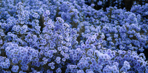 A vibrant purple aster field blooming densely, with small clusters of flowers creating a beautiful...