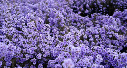 A vibrant purple aster field blooming densely, with small clusters of flowers creating a beautiful...