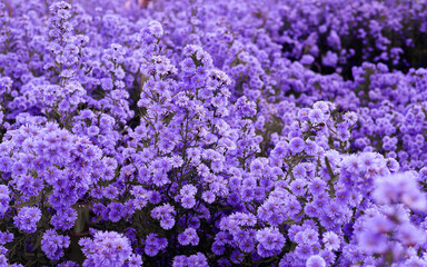 Fototapeta premium A vibrant purple aster field blooming densely, with small clusters of flowers creating a beautiful and captivating feeling, symbolizes love, remembrance, and loyalty. purple flowers background