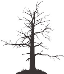 Bare tree silhouette black white