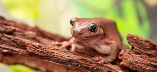 An Australian tree frog sits on the bark of a tree. The frog turns around and looks at the camera.