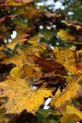 Maple trees with brown and yellow leaves  and many dry seeds on branches on autumn season. Acer platanoides