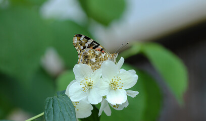Painted lady butterfly on white flowers