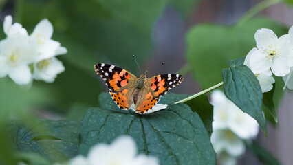A Painted Lady butterfly on a flowering bush
