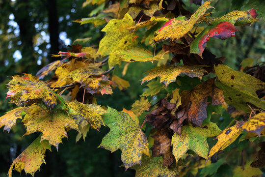 Maple trees with brown and yellow leaves  and many dry seeds on branches on autumn season. Acer platanoides