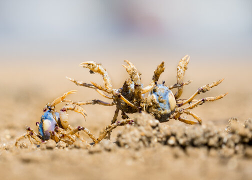 Solider Crabs fighting