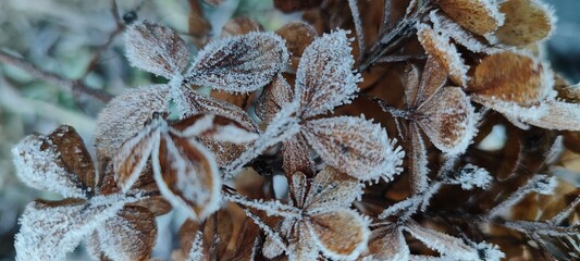 Frost-covered leaves in a winter landscape. The leaves are brown with white frost, showcasing the beauty of nature in cold weather.