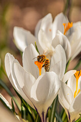 Obraz premium Honeybee collecting nectar on white crocus flower in spring garden