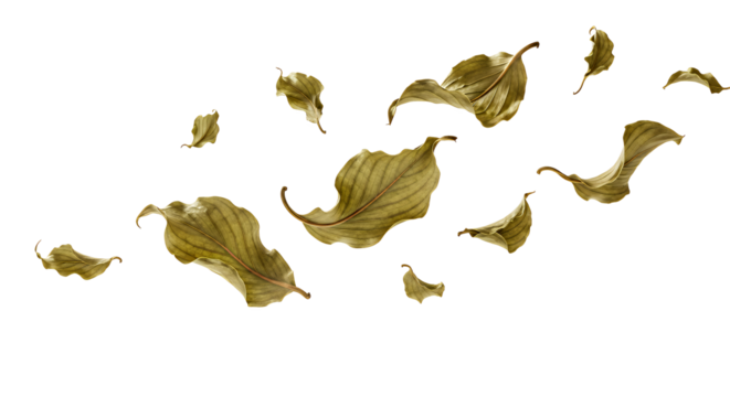 Dry Leaves Floating Isolated on White, Symbolic of Autumn and Change, Natural Aesthetic