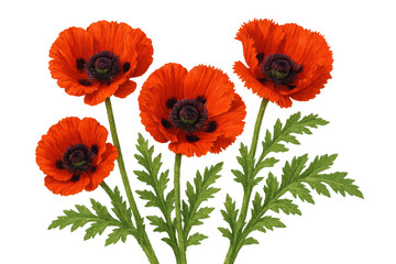 Fototapeta premium Red poppy flowers with green stems and leaves, representing remembrance and nature, on a transparent background