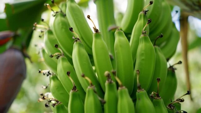 Unripe green bananas on a tropical plant in a fruit garden, with a blurred natural background, ready for sale