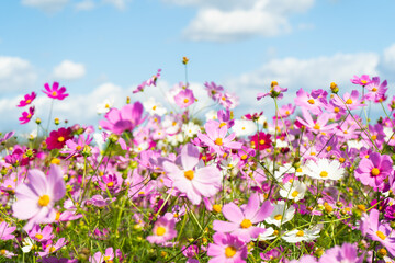 コスモス畑