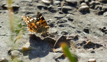 A paintbrush butterfly sits on the ground