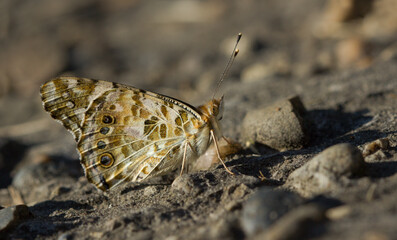 A paintbrush butterfly sits on the ground