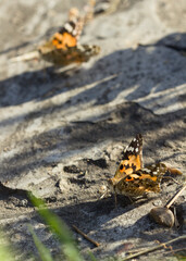 Two paintbrush butterflies sitting on the ground