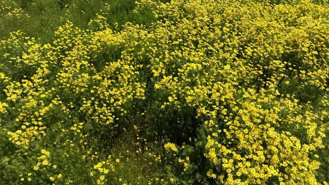 Goldfields Carrizo Plain Aerial Shot Dolly R - Filmed outside of National Monument California USA