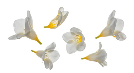 Beautiful white freesia blossoms delicately arranged against a pure background, highlighting their elegant petals and fresh, vibrant appeal for a serene natural touch