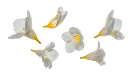 Beautiful white freesia blossoms delicately arranged against a pure background, highlighting their elegant petals and fresh, vibrant appeal for a serene natural touch