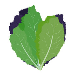 高菜　葉物野菜のイラスト素材