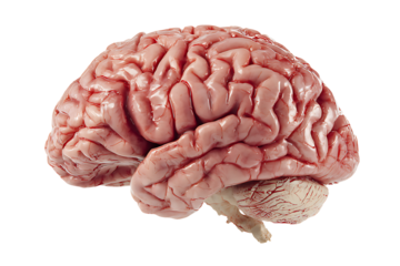 Anatomical model of human brain isolated on transparent background organ