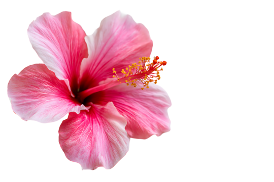 Hibiscus flower on transparent background with pink petals and yellow pistils - Powered by Adobe