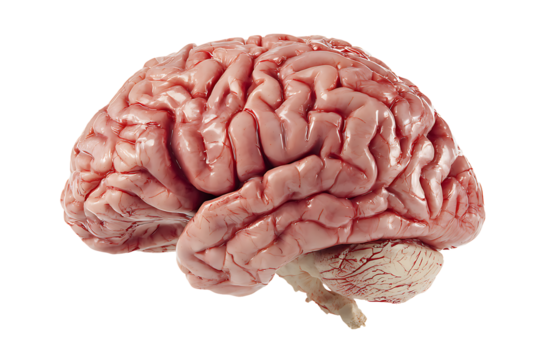 Anatomical model of human brain isolated on transparent background organ