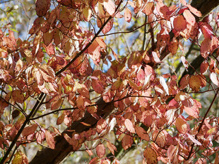 autumn colored leafes of a beech tree in bright sunshine