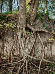 Tree roots beautiful shot