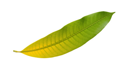 Obraz premium Vibrant Mango Leaf with Graduating Colors Isolated on White Background