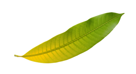 Vibrant Mango Leaf with Graduating Colors Isolated on White Background