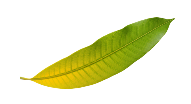 Vibrant Mango Leaf with Graduating Colors Isolated on White Background