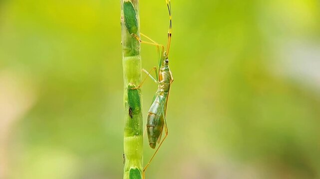 Fascinating Grasshopper Hemiptera Pregnant Macro Study of Insect Reproduction 4K