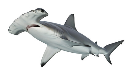 Obraz premium Hammerhead Shark PNG. Distinctive Head Shape, Ocean Predator, and Marine Animal Wildlife. isolated on white or transparent background. PNG. Unique Species Graphic