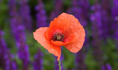 Red poppy on a purple background
