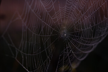 Extreme close up macro shot focusing on the center of a spider web covered in beaded dew drops against a dark moody brown and black background with soft pink highlights