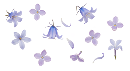 Beautiful white and yellow daffodils blooming with falling petals, a cheerful spring floral arrangement