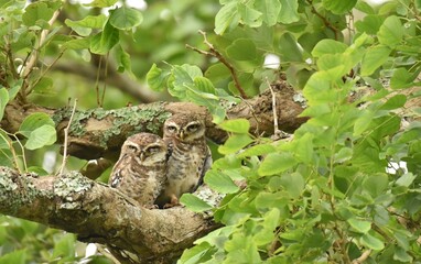 Beautiful image of spotted owlets together in forest