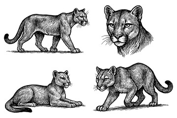 cougar set in detailed vintage engraving style, Transparent Background