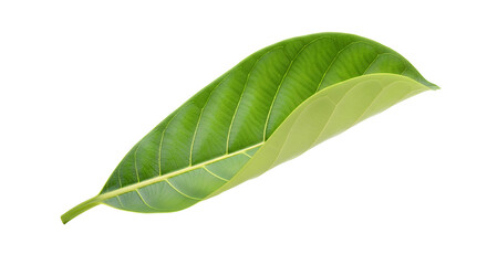 Obraz premium Beautiful white and yellow daffodils blooming with falling petals, a cheerful spring floral arrangement